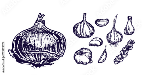 Hand drawn garlic bulb and vegetable slices