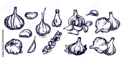 Hand drawn garlic bulb and vegetable slices