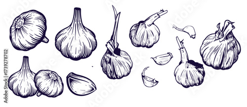 Hand drawn garlic bulb and vegetable slices