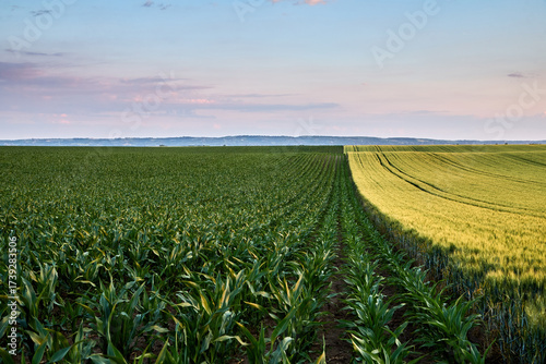 Agricultural fields dividing landscape with growing corn and wheat