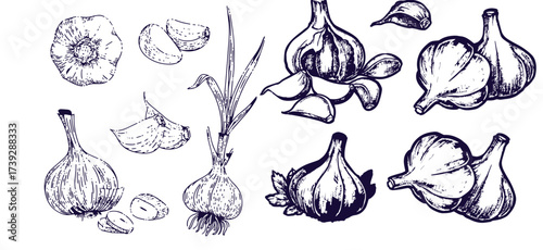 Hand drawn garlic bulb and vegetable slices