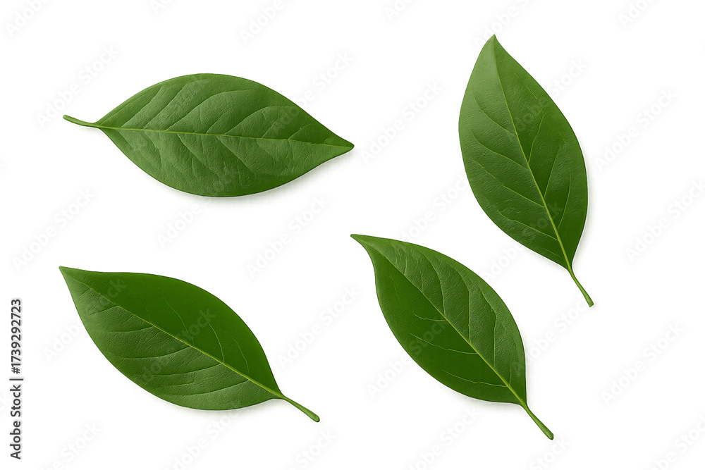 Fototapeta premium green leaves isolated on a white transparent background PNG