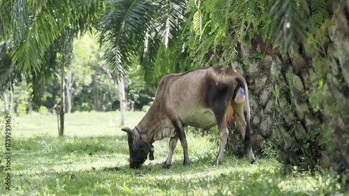 Cows will give birth naturally in oil palm plantations.