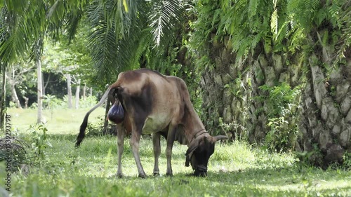 Cows will give birth naturally in oil palm plantations.
