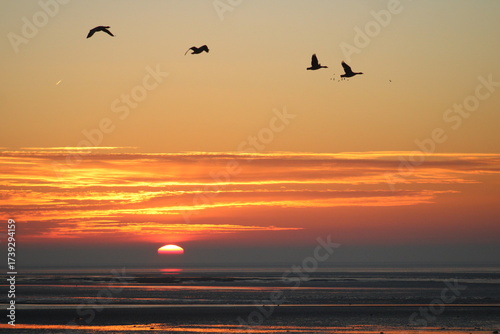 geese flying during sunrise