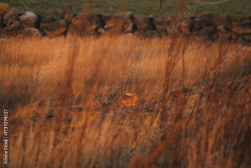 rabbit watching sunsrise