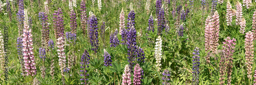 Wallpaper Mural Panoramic image. Field of summer wildflowers lupine Torontodigital.ca
