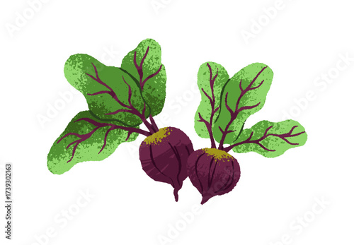 Icon of ripe beetroots with tops. Fresh beets for cooking, root vegetables for eating. Healthy farm food, agriculture crop, harvest. Flat isolated hand drawn vector illustration on white background