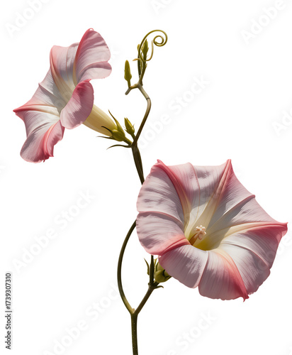 Delicate pink and white morning glory flowers blooming on a vine isolated on transparent background