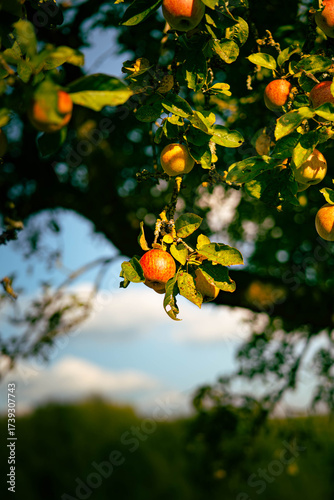 Photography Apfel im Herbst
