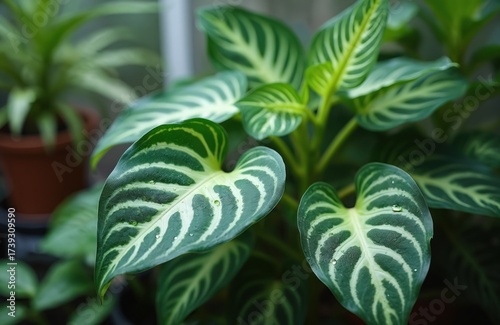 Close up of vibrant green houseplant leaves with unique striped pattern. Water droplets sit on plant foliage, showing freshness, natural beauty. Tropical plant grows indoors, healthy flora details