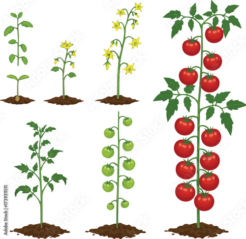 Cycle of growth of tomato plant vector illustrations set. Growing process from seedling in soil and flower to round red fruit isolated on white background. Food, farming, agriculture concept.