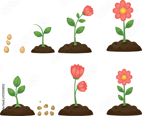 Flower growth stages set. Vector illustrations of sowing plant in soil in spring. Cartoon plant life cycle, phases from seed to sprout and bloom isolated on white. Cultivation, evolution concept.