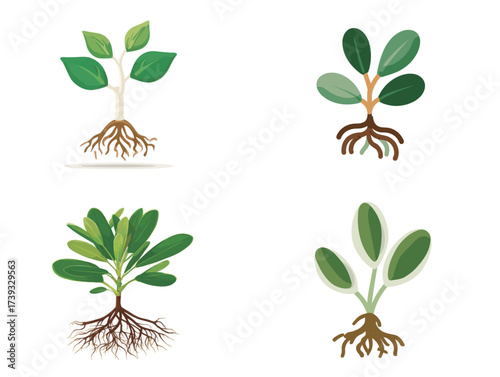 Plants are shown at various growth stages, highlighting the roots and leaves. Each plant exhibits unique characteristics, showcasing the beauty of nature.
