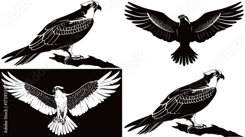 Detailed illustrations show black and white designs of birds of prey, featuring different poses including flight and perching. The artwork highlights their graceful forms.