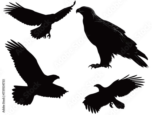 Four black silhouettes of hawks in various positions highlight their striking forms. The birds are seen flying and resting, emphasizing their majestic presence in nature.