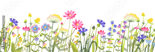 Wildflower cartoon border with bouquet bunch of wild summer blossoms. Spring bush groove decoration, meadow flowers banner. Botanical floral illustration