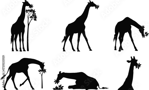 Black giraffe silhouettes in feeding poses with trees and branches, vector icons for wildlife, nature, safari animals, and educational design.