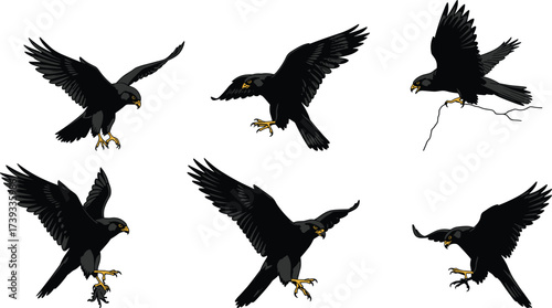 Black Hawk Silhouettes in Prey Seizing and Hunting Poses – Bird of Prey Vector Set for Wildlife and Nature Design Themes