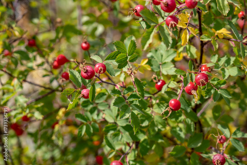Rosa woodsii is a species of wild rose. Woods' rose, interior rose, common wild rose. U.S. Route 14 or U.S. Highway 14 (US 14). Yellowstone National Park, Wyoming

