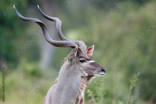 Portrait of a male Greater Kudu (Tragelaphus strepsiceros) in Kruger National Park in South Africa