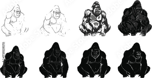 Gorilla Drawing Evolution from Sketch to Realistic Shaded Vector, Step-by-Step Animal Illustration Process for Art and Design Concepts