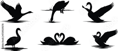 Graceful Swan Silhouettes in Water Poses Including Flight, Grooming, and Romantic Pair – Elegant Bird Vector Set for Nature Design