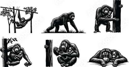 Orangutan Family Vector Set Showing Parenting, Feeding, Climbing, Resting, and Holding Poses for Jungle Wildlife and Animal Care Concepts