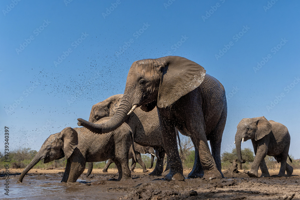 Fototapeta premium Elephant herd hanging around in a Game Reserve in the Tuli Block in Botswana.