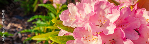 A rhododendron bush blooms in the garden