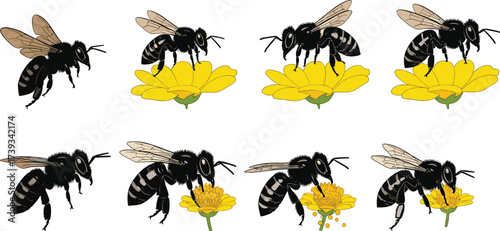 Set of eight bee and flower interaction illustrations showing pollination stages, nature vector icons for ecology, biodiversity, and insect behavior themes