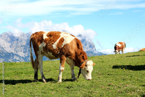 Brown and white cows grazing in a green meadow with mountains and blue sky in the background during a sunny day in the countryside