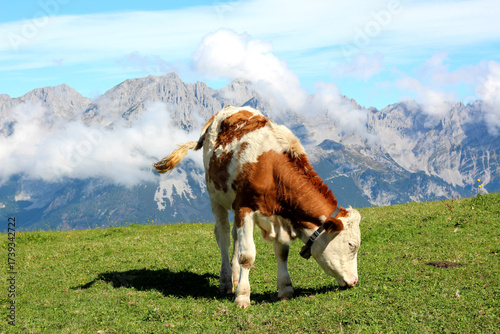Brown and white calf grazing in a green meadow with mountains and clouds in the background on a sunny day