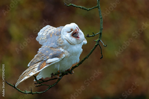 Barn Owl (Tyto alba) eating a mouse in an apple orchard with autumn colors in the background in Noord Brabant in the Netherlands   