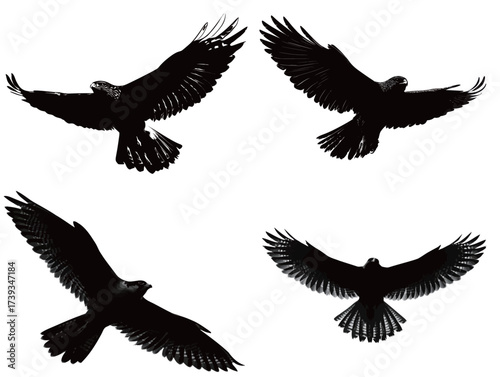 Multiple silhouetted birds soar in the air, displaying various wing positions. The images capture their elegance and freedom as they navigate the open sky.