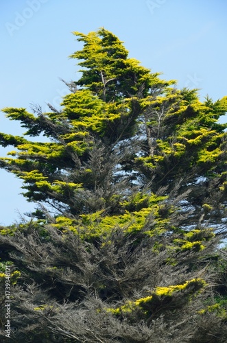 Arbol quemado por el viento en la costa del océano Atlántico cerca de Kerascoët, Bretaña, Francia
