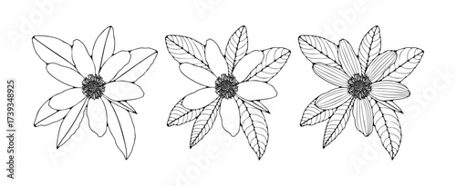 Magnolia flowers sketch isolated on white background. Hand-drawn floral art.