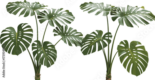Tropical palm trees illustration, exotic jungle greenery design, summer paradise nature art, lush palm leaves drawing, beach island decorative foliage