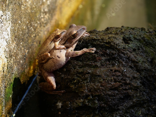 rogs are mating on water , Amphibians in tropical Asia , Local creature in Thailand , Reproductive system of animal , Common tree frog breeding by the male is hugged on the female back