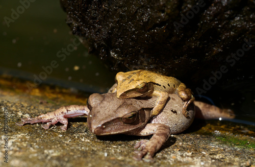 rogs are mating on water , Amphibians in tropical Asia , Local creature in Thailand , Reproductive system of animal , Common tree frog breeding by the male is hugged on the female back
