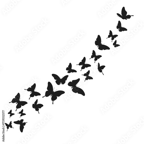 Elegant swarm of black butterflies in flight creating a dynamic flowing pattern isolated on white background