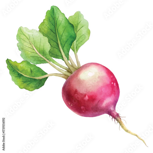 Fresh radish illustration for food and agriculture marketing