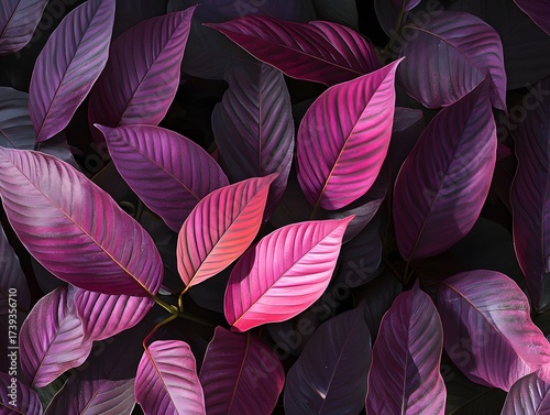 Dramatic Purple Leaf Foliage Close up with Dark Background, Abstract Nature Pattern