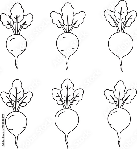 Set of six hand drawn black and white illustrations of fresh radishes with green leaves