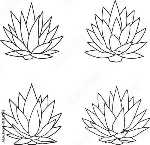 Four hand drawn line art illustrations of agave plants in a grid layout