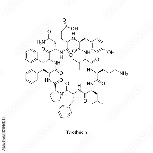 Tyrothricin molecular structure, cyclic polypeptide antibiotic for topical treatment of infected wounds, clean scientific vector diagram, flat skeletal chemical formula isolated on white background
