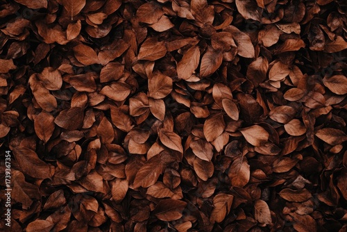 Close-up of fallen, dried brown leaves