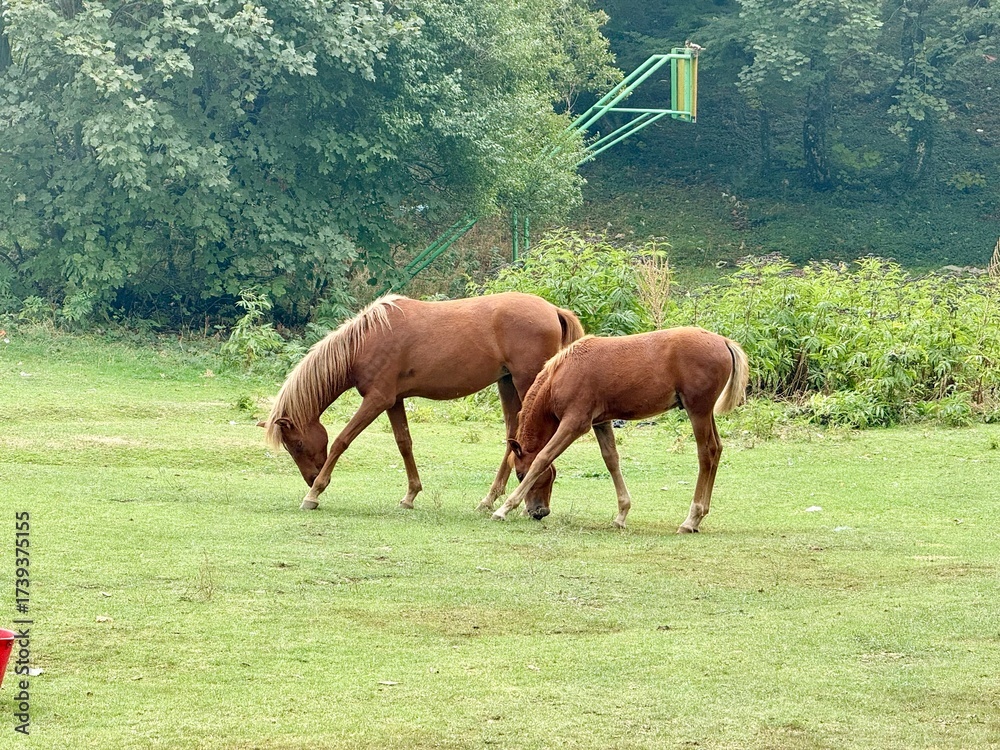 Fototapeta premium Two brown horses grazing green summer countryside meadow
