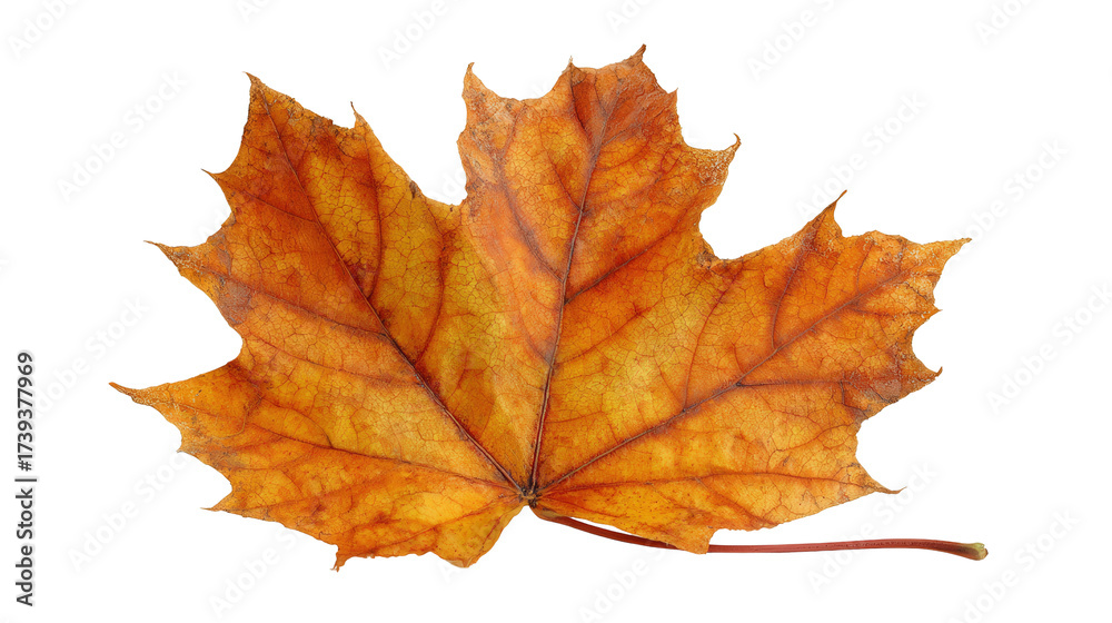 Fototapeta premium Amber-colored maple leaf background isolated on a Transparent background, PNG file.