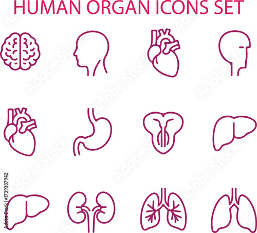 Human organ icons set brain head